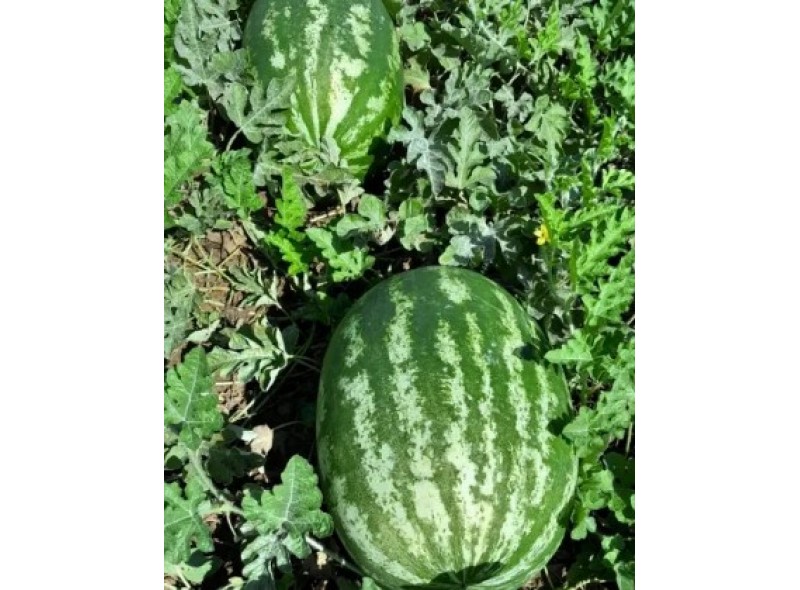 Квантум F1 - насіння кавуна, 250нас., Libra Seeds Квантум F1 - насіння кавуна, 250нас., Libra Seeds